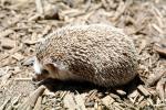 African Hedgehog, AMIV01P02_09
