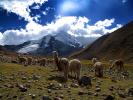Llama, (Lama glama), Nevado Ausangate Mountain, Andes Mountain Range, Photo by Nathan Heald, AMLD01_004
