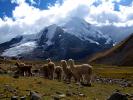 Llama, (Lama glama), Nevado Ausangate Mountain, Andes Mountain Range, Photo by Nathan Heald, AMLD01_005