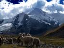 Llama, (Lama glama), Nevado Ausangate Mountain, Andes Mountain Range, Photo by Nathan Heald, AMLD01_006