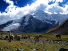 Llama, (Lama glama), Nevado Ausangate Mountain, Andes Mountain Range, Photo by Nathan Heald, AMLD01_007