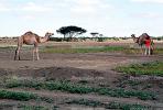 Dromedary Camel, (Camelus dromedarius), Camelini, AMLV01P01_04