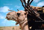 Dromedary Camel, (Camelus dromedarius), Camelini, AMLV01P01_05
