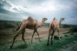Dromedary Camel, (Camelus dromedarius), Camelini, AMLV01P01_06
