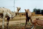 Dromedary Camel, (Camelus dromedarius), Camelini, Dori, Burkina Faso, AMLV01P01_08.1712