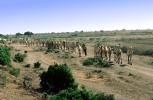 Shepherd, Sheepherder, herd, Camel, Somalia, AMLV01P01_10