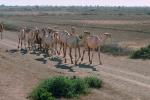 Dromedary Camel, (Camelus dromedarius), Camelini, AMLV01P01_12.4100