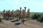 Dromedary Camel, (Camelus dromedarius), Camelini, AMLV01P01_13.4100