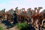 Shepherd, Sheepherder, Dromedary Camel
