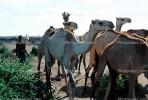 Dromedary Camel, (Camelus dromedarius), Camelini, AMLV01P02_01