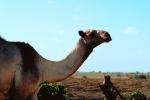 Dromedary Camel, (Camelus dromedarius), Camelini, AMLV01P02_03.4100