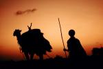 Shepherd, Sheepherder, Sunset, Dromedary Camel, AMLV01P03_03