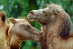 Two Bacterian Camel Friends, (Camelus bactrianus), Camelini, AMLV01P03_10.1712