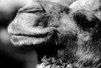 Dromedary Camel, (Camelus dromedarius), Camelini, AMLV01P03_13
