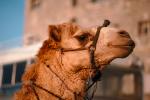 Dromedary Camel, (Camelus dromedarius), Camelini, AMLV01P03_14.4100