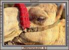 Dromedary Camel, (Camelus dromedarius), Camelini, AMLV01P03_16