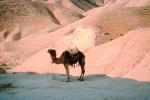 Dromedary Camel, (Camelus dromedarius), Camelini, AMLV01P03_17.4100