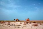 Dromedary Camel, (Camelus dromedarius), Camelini, Abu Ali Saudia Arabia, Desert