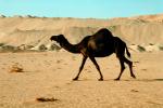 Dromedary Camel, (Camelus dromedarius), Camelini, Sand Dunes, Desert, Riyad, Saudi Arabia, AMLV01P04_01.4100