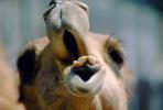 Dromedary Camel With Mouth Agape, (Camelus dromedarius), Camelini