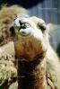 Dromedary Camel, (Camelus dromedarius), Camelini