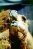 Dromedary Camel, (Camelus dromedarius), Camelini, AMLV01P04_06