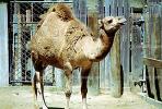 Dromedary Camel, (Camelus dromedarius), Camelini, AMLV01P04_08