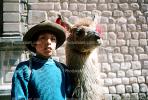 Llama, (Lama glama), Cuzco Peru, Boy, Male, AMLV01P04_11