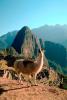 Llama, (Lama glama), Machu Picchu, AMLV01P04_13.4100