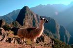 Llama, (Lama glama), Machu Picchu, AMLV01P04_14.4100