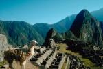 Llama, (Lama glama), Machu Picchu, AMLV01P04_15.4100