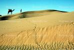 Sand Dunes, Desert, Dromedary Camel, (Camelus dromedarius), Camelini, Jaisalmir, Rajastan, AMLV01P05_16