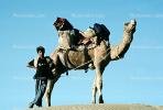 Sand Dunes, Desert, Dromedary Camel, (Camelus dromedarius), Camelini, Jaisalmir, Rajastan, AMLV01P05_19