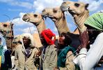 Dromedary Camel, (Camelus dromedarius), Camelini, Sheikh Hussein, Ethiopia, AMLV01P06_02