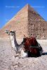 Dromedary Camel, (Camelus dromedarius), Camelini, The Great Pyramid of Cheops, Giza