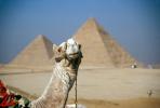 Dromedary Camel, The Great Pyramid of Cheops, Giza, (Camelus dromedarius), Camelini, AMLV01P06_07