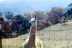 Llama, (Lama glama), Atascadero, California