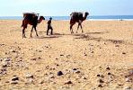Dromedary Camel, (Camelus dromedarius), Camelini, Beach, Atlantic Ocean, Sidi Kaouki, Morocco, AMLV01P06_18