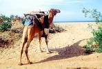 Dromedary Camel, (Camelus dromedarius), Camelini, Beach, Atlantic Ocean, Essaouira, Morocco, AMLV01P06_19