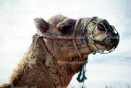 Dromedary Camel, (Camelus dromedarius), Camelini, Beach, Atlantic Ocean, Essaouira, Morocco, AMLV01P07_02
