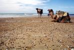 Dromedary Camel, (Camelus dromedarius), Camelini, Beach, Atlantic Ocean, Essaouira, Morocco, AMLV01P07_03