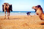Dromedary Camel, (Camelus dromedarius), Camelini, Beach, Atlantic Ocean, Essaouira, Morocco, AMLV01P07_04