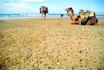 Dromedary Camel, (Camelus dromedarius), Camelini, Beach, Atlantic Ocean, Essaouira, Morocco, AMLV01P07_06