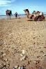 Dromedary Camel, (Camelus dromedarius), Camelini, Beach, Atlantic Ocean, Essaouira, Morocco, AMLV01P07_07