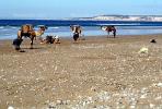Dromedary Camel, (Camelus dromedarius), Camelini, Beach, Atlantic Ocean, Essaouira, Morocco, AMLV01P07_08