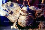 Dromedary Camel, (Camelus dromedarius), Camelini, El Hadra Market, Essaouira, Morocco, AMLV01P07_10