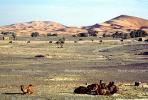 Dromedary Camel, (Camelus dromedarius), Camelini, Sand Dunes, Desert, hills, Merzouga, Morocco, AMLV01P07_12