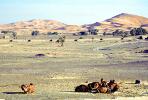 Dromedary Camel, (Camelus dromedarius), Camelini, Sand Dunes, Desert, hills, Merzouga, Morocco, AMLV01P07_13