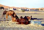 Dromedary Camel, (Camelus dromedarius), Camelini, Sand Dunes, Desert, hills, Merzouga, Morocco, AMLV01P07_15