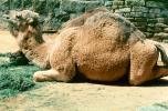 Dromedary Camel, (Camelus dromedarius), Camelini, AMLV01P07_19
